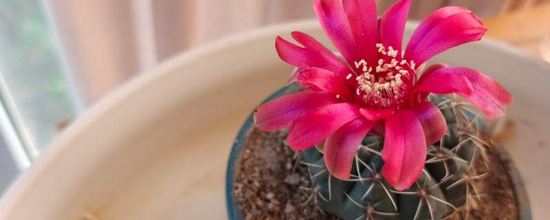 仙人球一年开多少次花，一年会开1-3次花