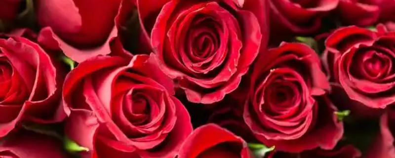 红玫瑰的花语，寓意我爱你、十全十美等