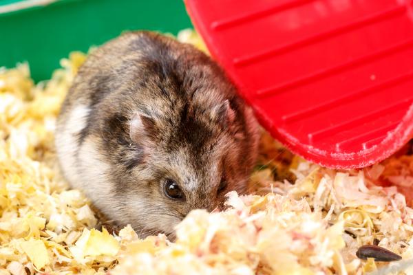 仓鼠老了怎么养,要注意减缓仓鼠的生活节奏