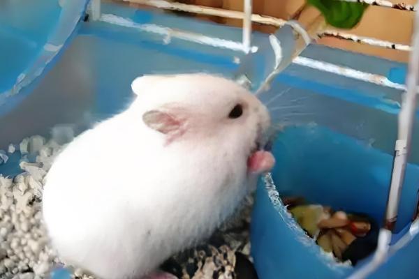 仓鼠老了怎么养,要注意减缓仓鼠的生活节奏