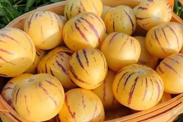 人参果如何看熟没熟,可以从外表颜色、气味等方面分辨