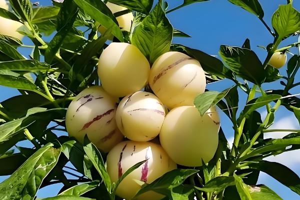 人参果如何看熟没熟,可以从外表颜色、气味等方面分辨