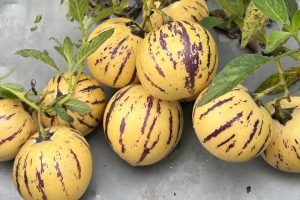 人参果如何看熟没熟,可以从外表颜色、气味等方面分辨