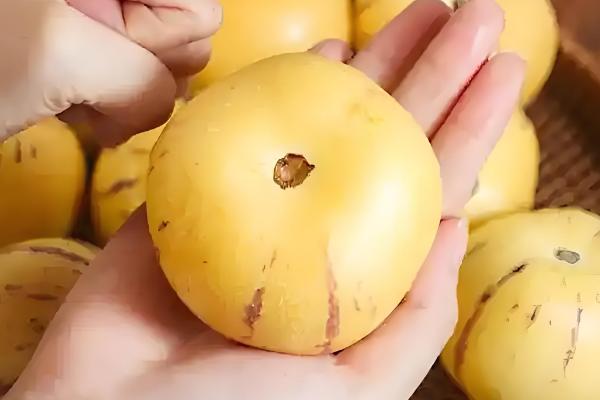 人参果如何看熟没熟,可以从外表颜色、气味等方面分辨