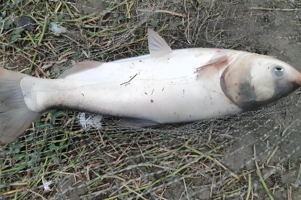 白鲢是不是大头鱼，白鲢不是大头鱼