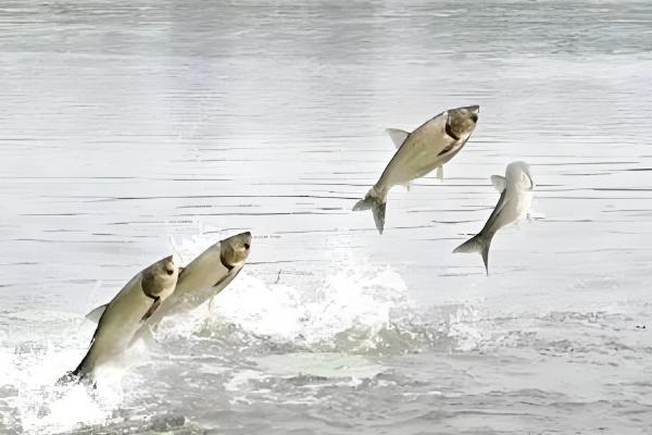 白鲢是不是大头鱼，白鲢不是大头鱼
