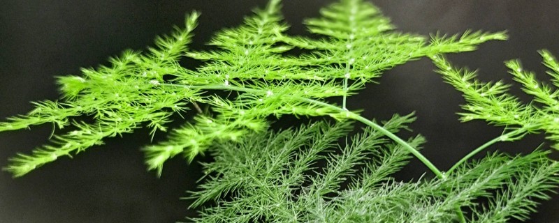 文竹冬季养护方法，确保室温达到15℃以上