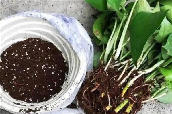 绿萝的换土注意事项,养殖1-2年后就要换盆一次