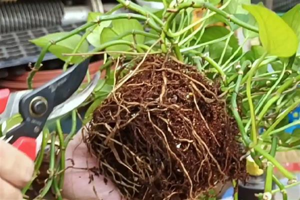绿萝的换土注意事项,养殖1-2年后就要换盆一次