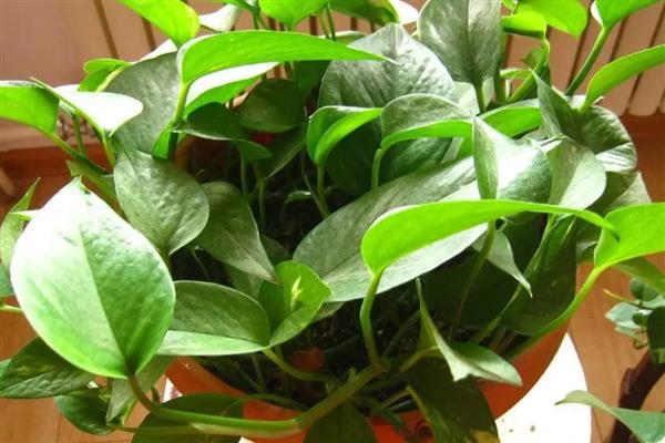 绿萝的换土注意事项,养殖1-2年后就要换盆一次
