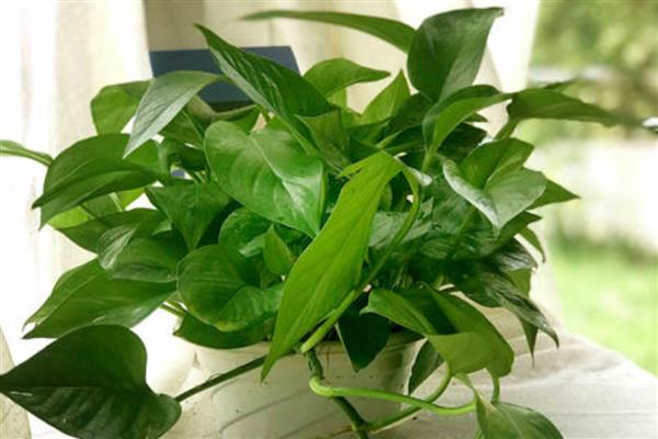 绿萝的换土注意事项,养殖1-2年后就要换盆一次