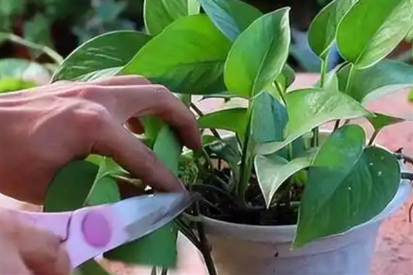 绿萝的换土注意事项,养殖1-2年后就要换盆一次