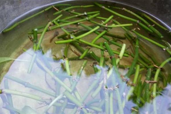 绿萝的换土注意事项,养殖1-2年后就要换盆一次