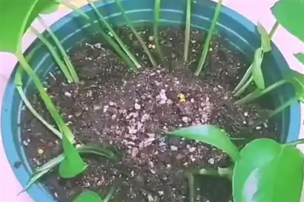 绿萝的换土注意事项,养殖1-2年后就要换盆一次