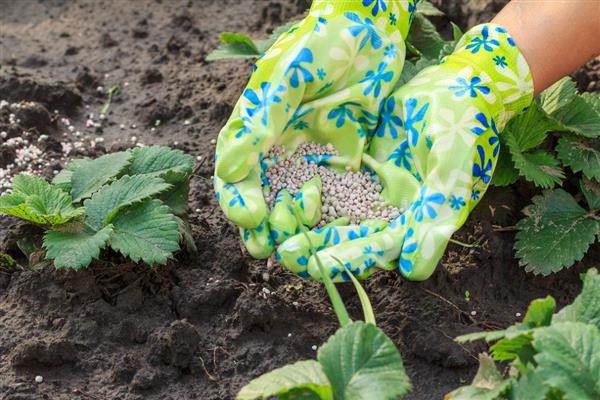草莓的需肥特点，花芽分化以后及时追施氮肥