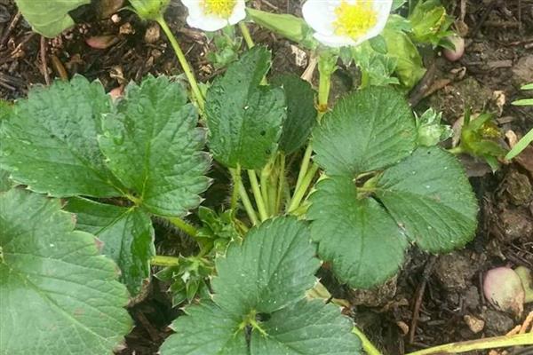 草莓的需肥特点，花芽分化以后及时追施氮肥