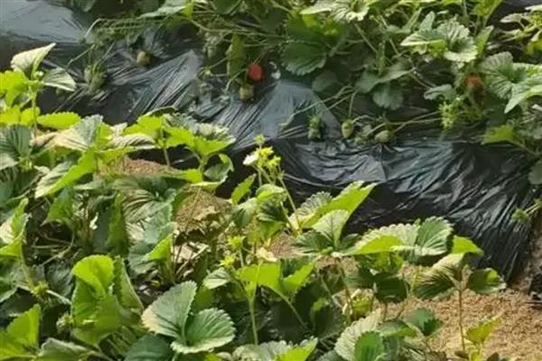 草莓的需肥特点，花芽分化以后及时追施氮肥