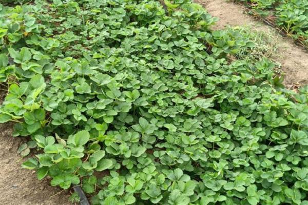 草莓的需肥特点，花芽分化以后及时追施氮肥