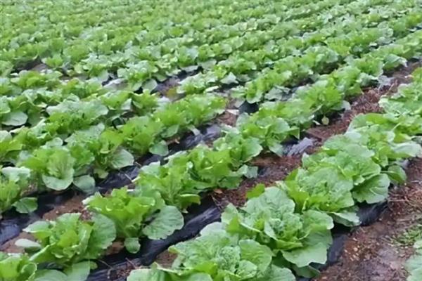 秋季大白菜的浇水时间，要每隔一周浇一次水