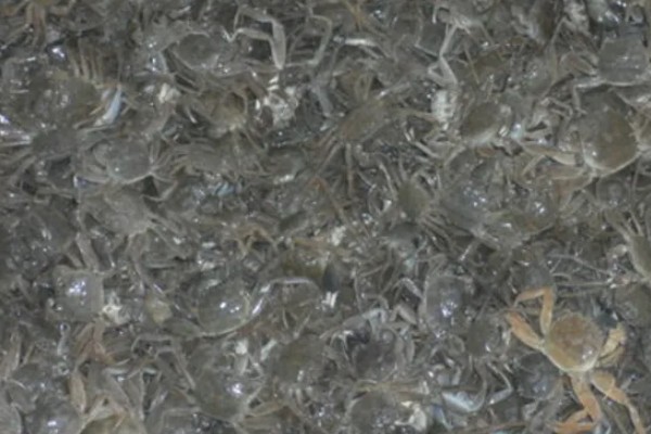 螃蟹的养殖方法，蟹苗适应水温后再进行放养