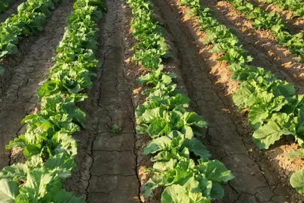 秋季大白菜的浇水时间，要每隔一周浇一次水