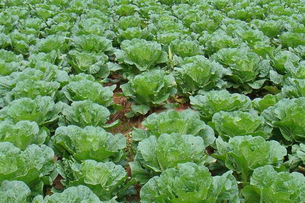 秋季大白菜的浇水时间，要每隔一周浇一次水