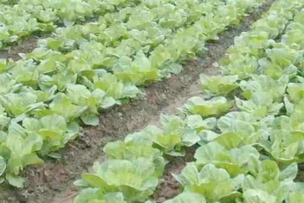 秋季大白菜的浇水时间，要每隔一周浇一次水