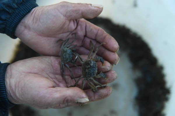 螃蟹的养殖方法，蟹苗适应水温后再进行放养