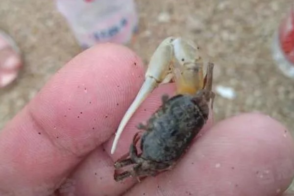 螃蟹的养殖方法，蟹苗适应水温后再进行放养