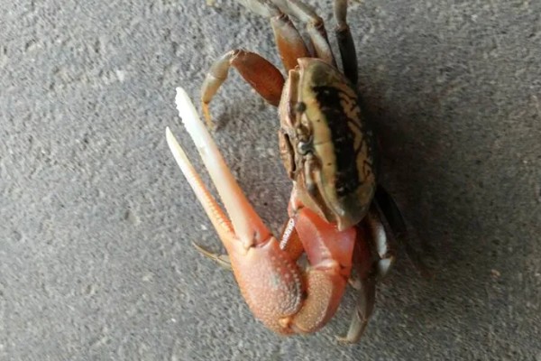 螃蟹的养殖方法，蟹苗适应水温后再进行放养