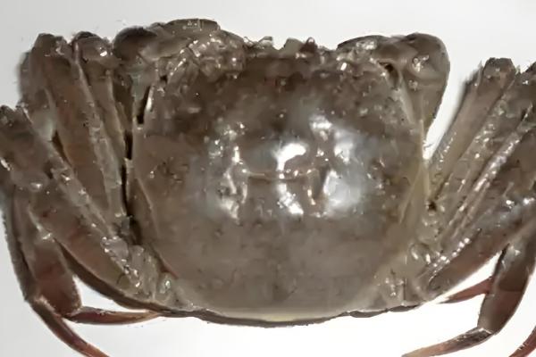 河蟹的常见病害及防治方法,常见的有颤抖病、肠炎病等