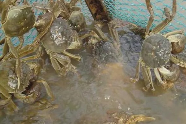 螃蟹的养殖方法，蟹苗适应水温后再进行放养