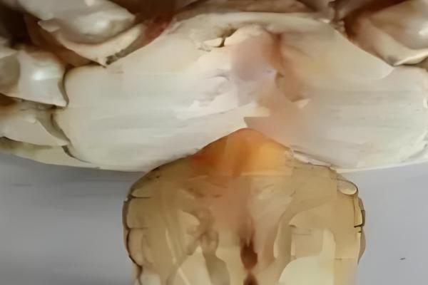 河蟹的常见病害及防治方法,常见的有颤抖病、肠炎病等