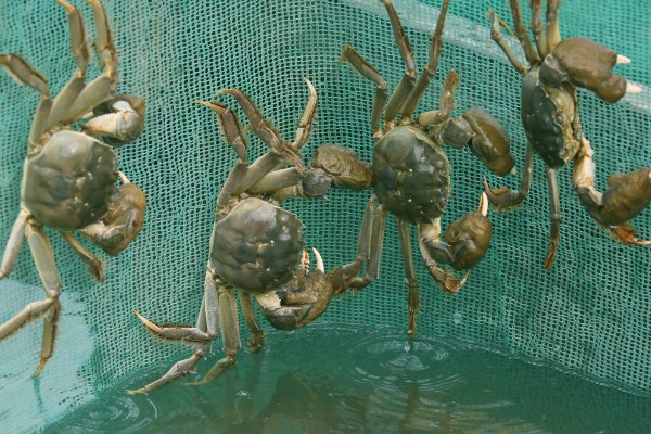 螃蟹的养殖方法，蟹苗适应水温后再进行放养