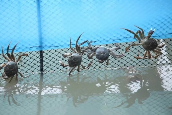 螃蟹的养殖方法，蟹苗适应水温后再进行放养