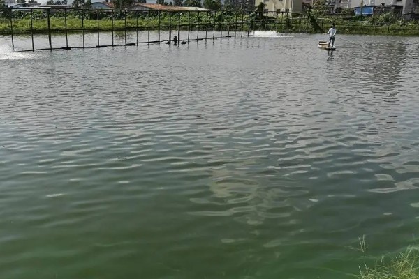 螃蟹的养殖方法，蟹苗适应水温后再进行放养