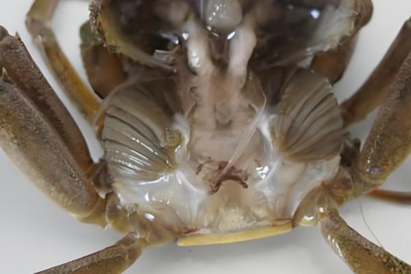 河蟹的常见病害及防治方法,常见的有颤抖病、肠炎病等