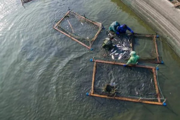 螃蟹的养殖方法，蟹苗适应水温后再进行放养