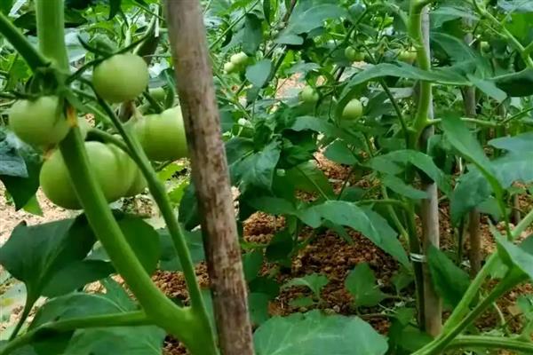 秋季西红柿的管理要点，一定要控制好棚室温湿度