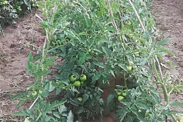 秋季西红柿的管理要点，一定要控制好棚室温湿度