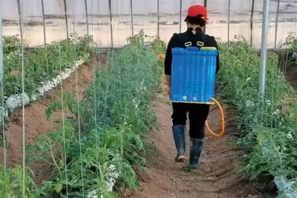 秋季西红柿的管理要点，一定要控制好棚室温湿度