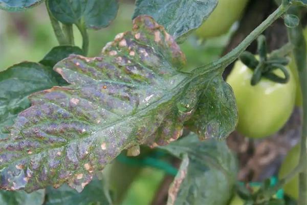 秋季西红柿的管理要点，一定要控制好棚室温湿度