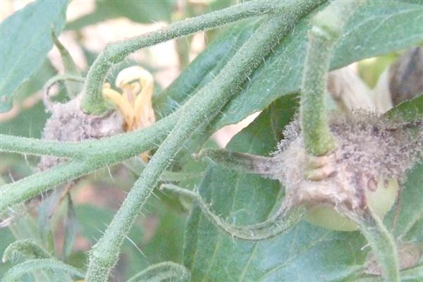 秋季西红柿的管理要点，一定要控制好棚室温湿度