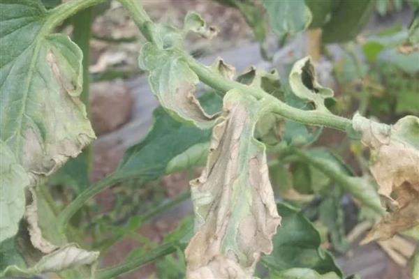 秋季西红柿的管理要点，一定要控制好棚室温湿度