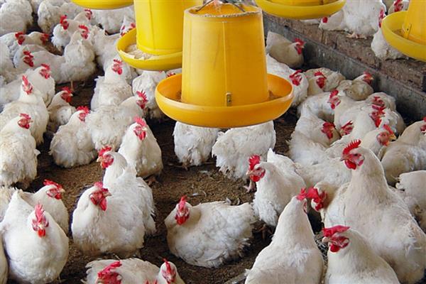 白羽肉鸡有哪些养殖注意事项，一定要做好防疫工作