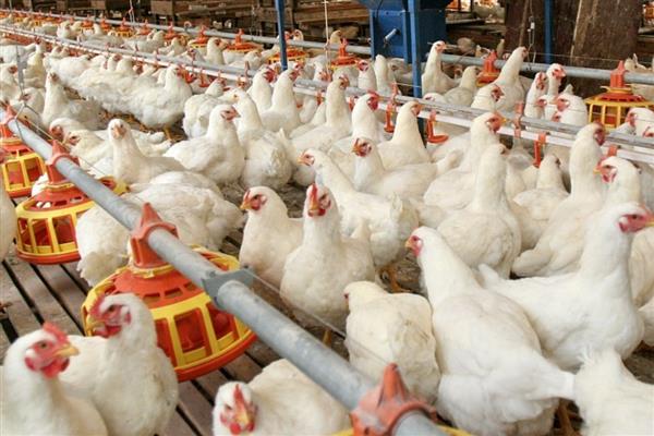 白羽肉鸡有哪些养殖注意事项，一定要做好防疫工作