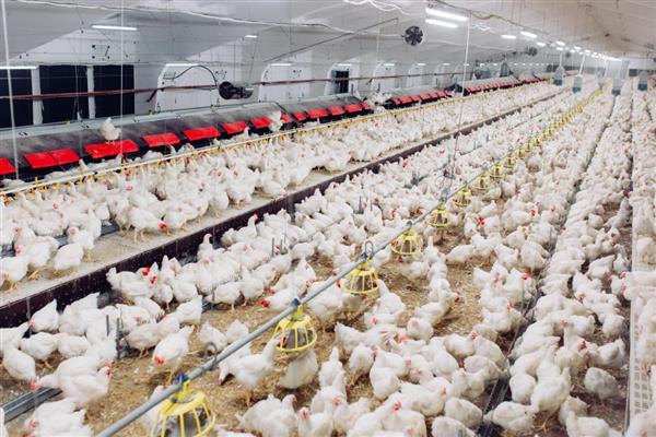 白羽肉鸡有哪些养殖注意事项，一定要做好防疫工作