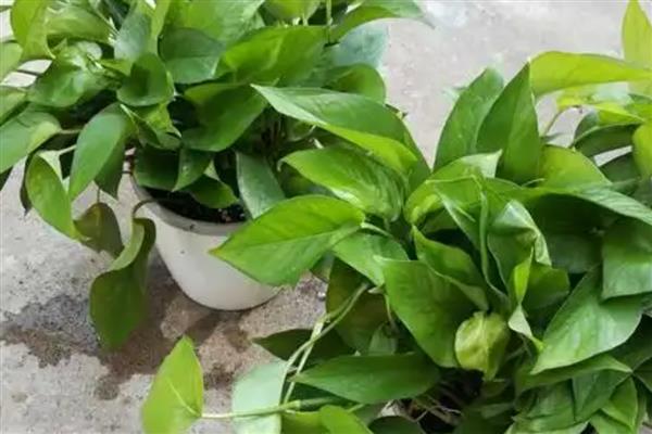 绿萝双层盆如何浇水,向下层的储蓄盆中注入清水