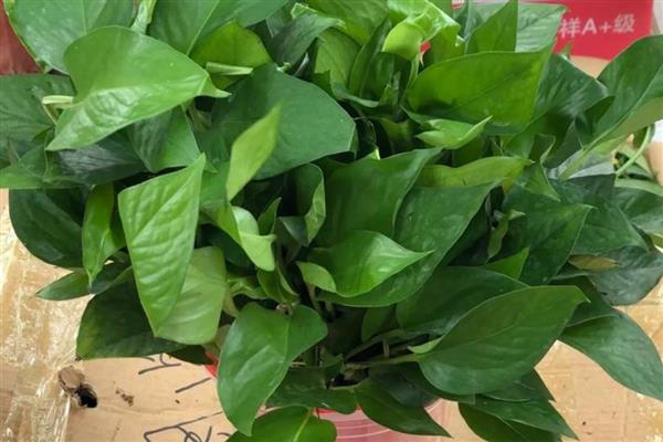 绿萝双层盆如何浇水,向下层的储蓄盆中注入清水