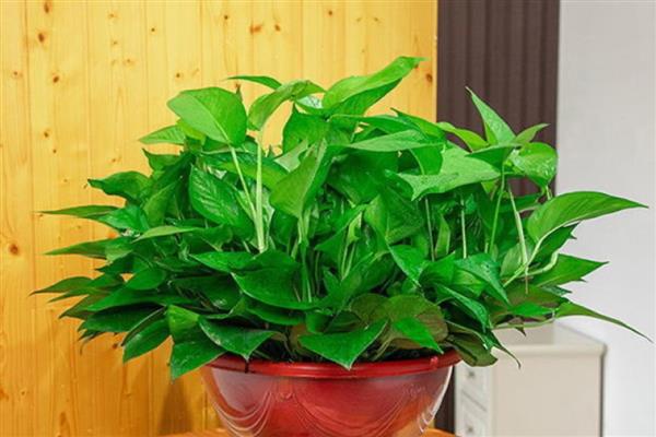 绿萝双层盆如何浇水,向下层的储蓄盆中注入清水